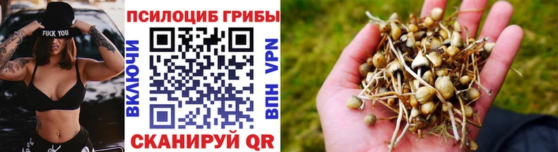 цены   Чита  Галлюциногенные грибы Cubensis 